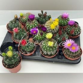 Кактус 8*10 цветущий