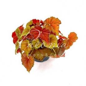 Бегония 12*20 Amber Love