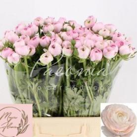 Ранункулюс Clooney Success Confetto нежно-розовый 35-45см Ранункулюс Clooney Success Confetto нежно-розовый 35-45см