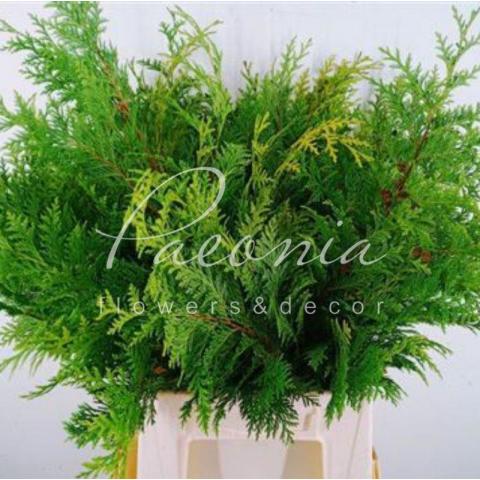 Туя (ветки) 60см 400г (цена за 1 пучок)