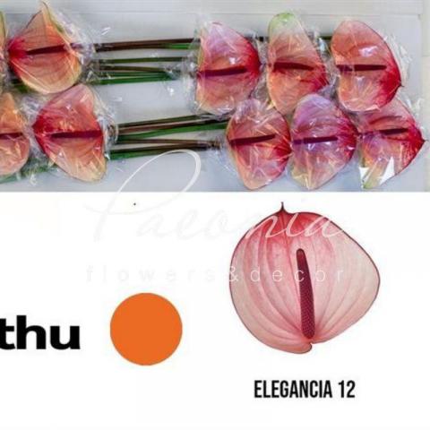 Антуріум Maxima Elegance Ø13см