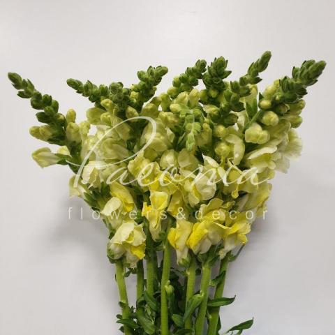 Антірінум Opus Yellow 75см