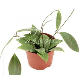 Хойя 12*15 Latifolia Rangsan
