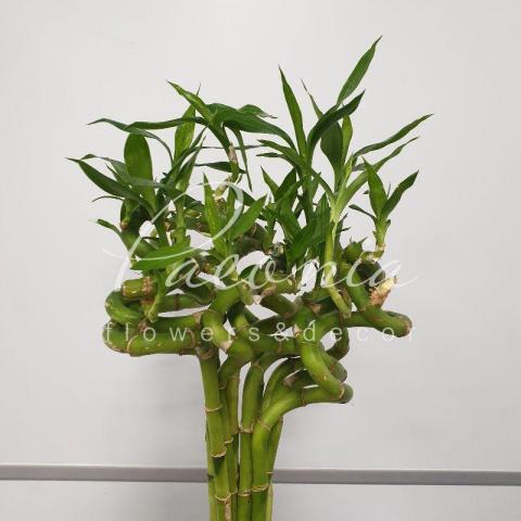Драцена Lucky Bamboo Spiral 60см