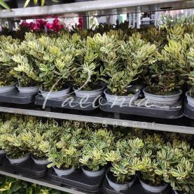 Хебе 12*30 Andersonii Variegata Хебе 12*30 Andersonii Variegata