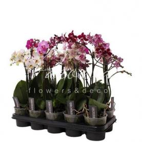 Фаленопсис (орхидея) мультифлора 12*50 1 ствол бюджетный микс (Ter Laak Orchids) Фаленопсис (орхидея) мультифлора 12*50 1 ствол бюджетный микс (Ter Laak Orchids)