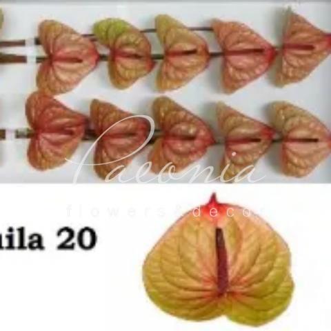 Антуріум Tequila Ø9см