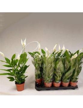 Спатифілум 12*50 Спатифілум 12*50