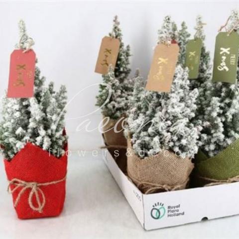 Кипарисовик 13*40 Top Point заснеженный в мешковине