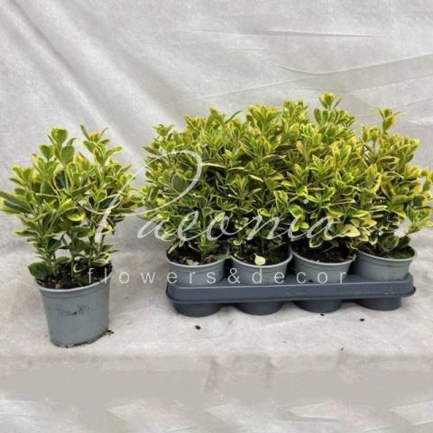 Бересклет 10*30 japonica Marieke