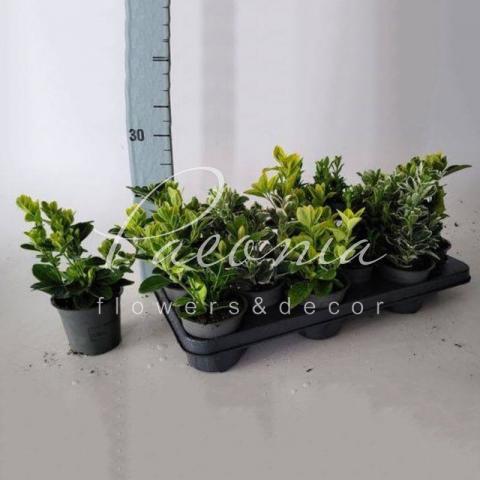 Бересклет 10*25 japonica мікс