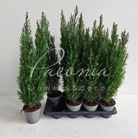 Кипарисовик 13*45-50 Ellwoodii