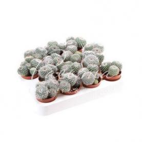 Кактус 5*8 Mammillaria Hahniana