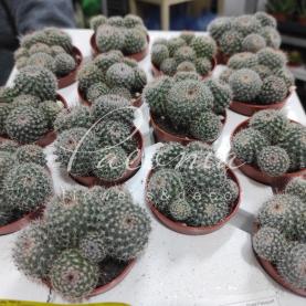 Кактус 5*8 Mammillaria Hahniana