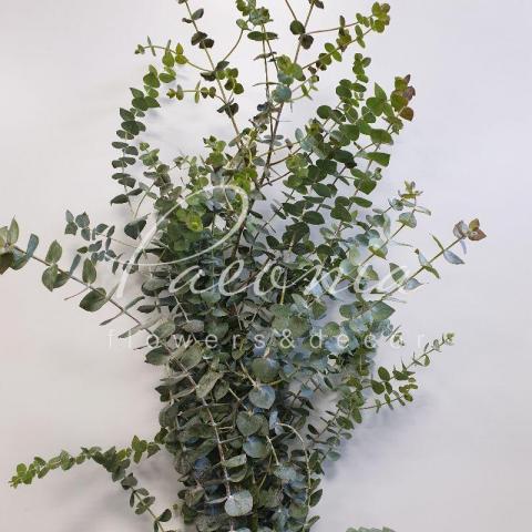 Эвкалипт Baby Blue 60см 200гр (цена за 1 пучок)