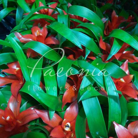 Гузмания 9*20 красная Tempo Гузмания 9*20 красная Tempo