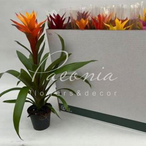 Гузмания 13*55-60 XXL микс Гузмания 13*55-60 XXL микс