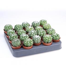 Кактус 06*08 Echinopsis Subdenudata