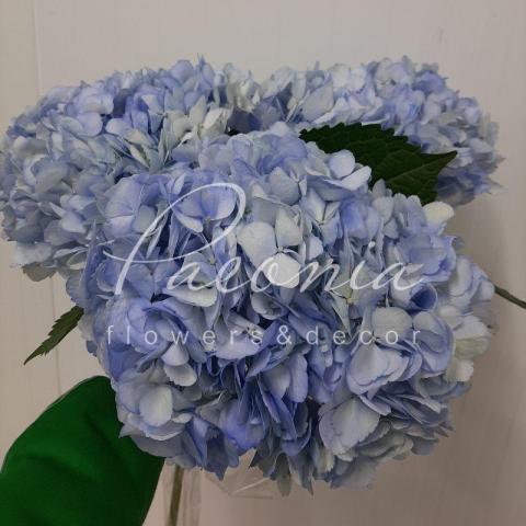Гортензия Jumbo Blue 60см Ø21-24см