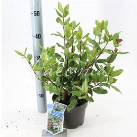 Вибурнум 17*45 Tinus Gwenllian Вибурнум 17*45 Tinus Gwenllian