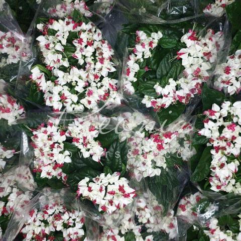 Клеродендрум 13*25 Thomsoniae