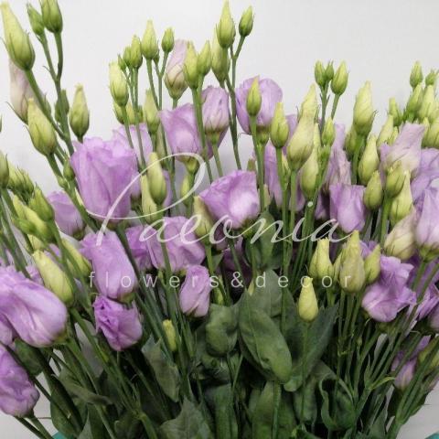 Еустома Rosita Lavender 72см