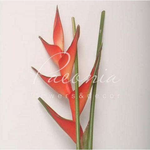 Геліконія Tropical Exotic 80см