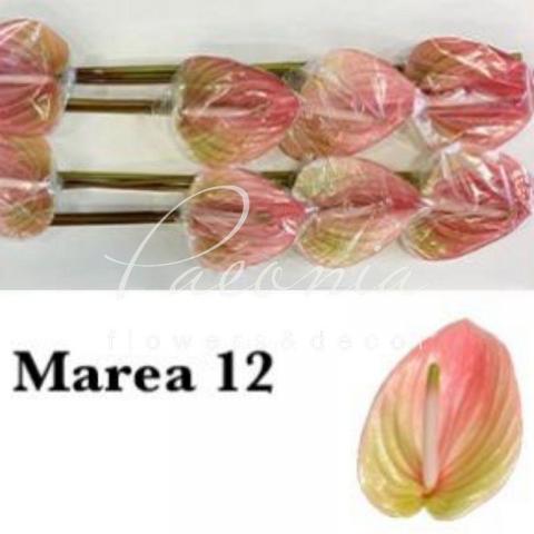 Антуріум Marea Ø13см