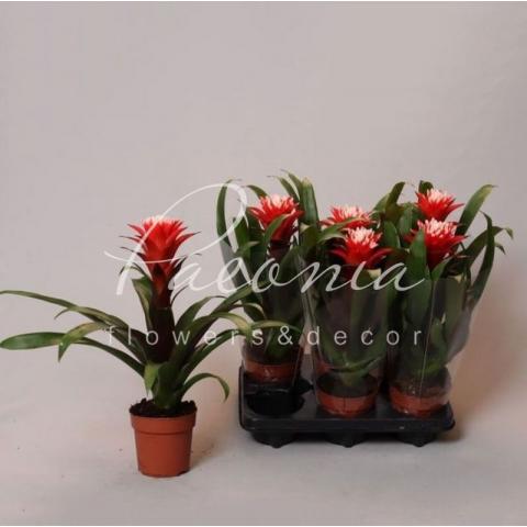 Гузмания 12*45 Hope Гузмания 12*45 Hope