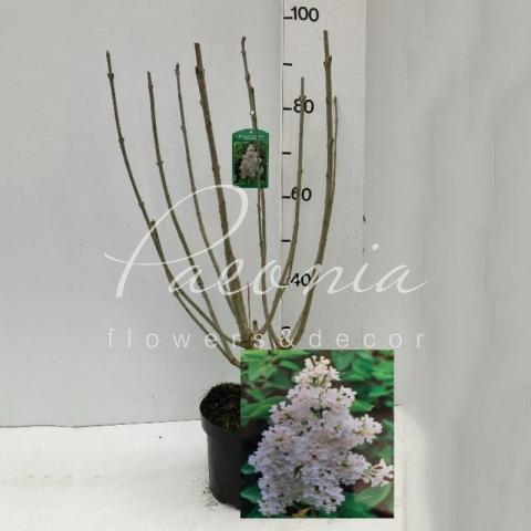 Бузок 23*100 Agnes Smith (кущ)