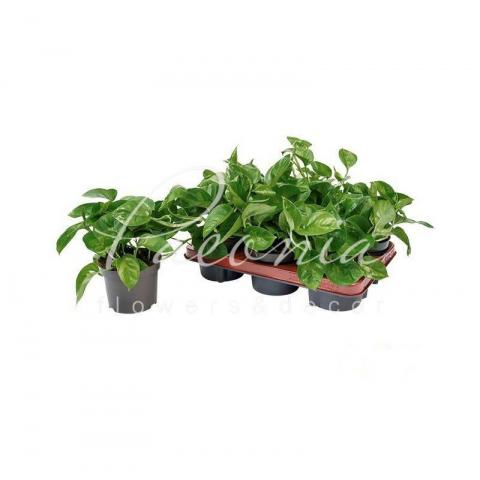 Эпипремнум 12*15 Global Green