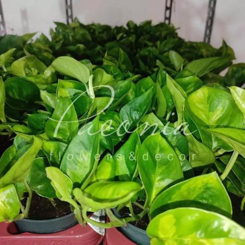 Эпипремнум 12*15 Global Green Эпипремнум 12*15 Global Green