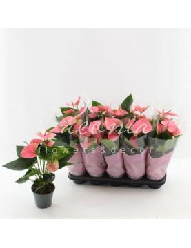 Антуріум 12*45 рожевий Sweet Dream Антуріум 12*45 рожевий Sweet Dream