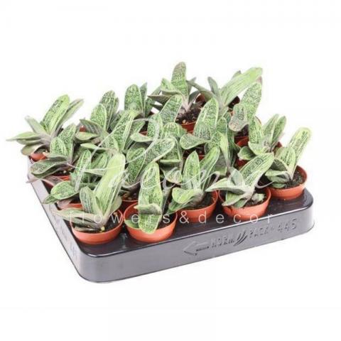 Гастерия 5*10 Little Warty