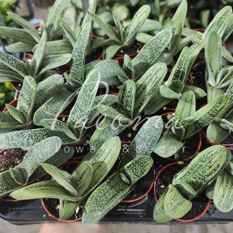 Гастерия 5*10 Little Warty