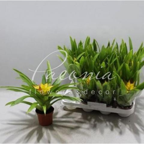 Гузмания 9*30 желто-красная Flava Гузмания 9*30 желто-красная Flava