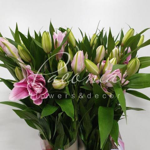Лілія Oriental Double Roselily Isabella рожева 80см