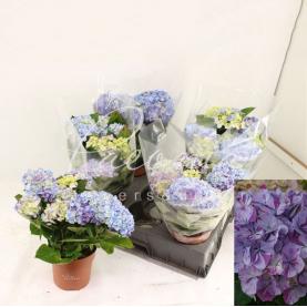Гортензия 14*40 Sweet Campino