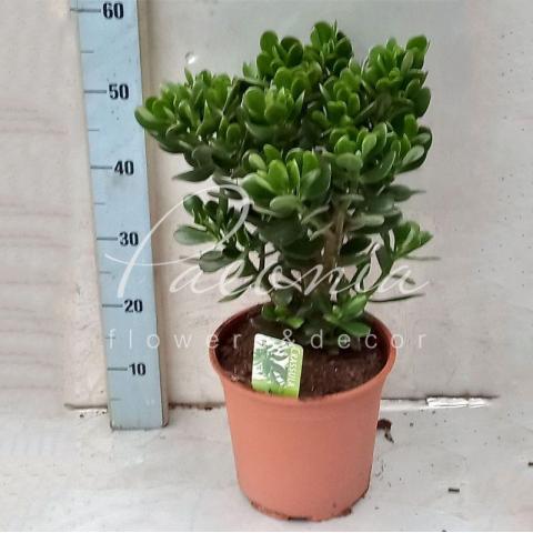 Крассула 24*45 Ovata