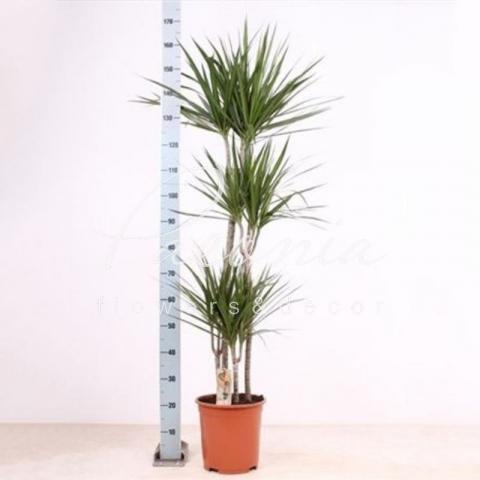 Драцена 27*170 Marginata 4 стовбури