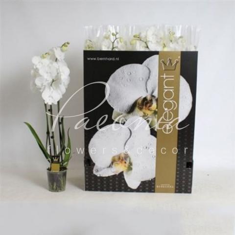 Фаленопсис (орхидея) 12*70 3 ствола White Big Lip (Bernhard)
