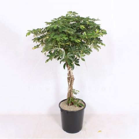 Шеффлера 40*160 Arboricola стовбур заплетений косою
