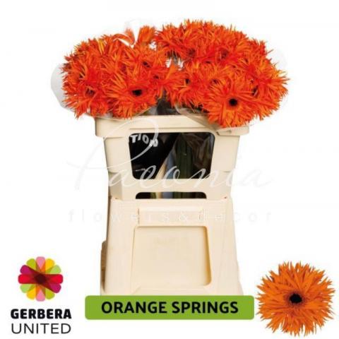 Гербера Spider Orange Springs оранжевая 50см