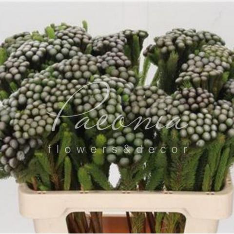 Бруния Albiflora 60см (цена за ветку)