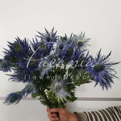 Эрингиум Donard Variety 45см