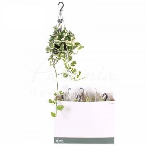 Эпипремнум 15*35 N'joy в подвесе