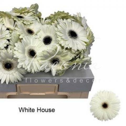 Гербера White House белая 45см