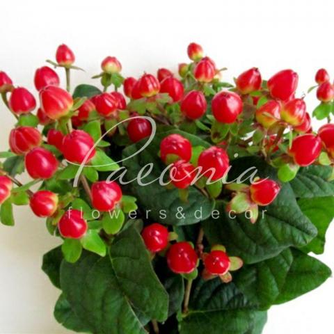 Гиперикум Tomato Flair красный 50см