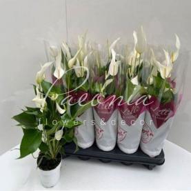 Антуріум 10*30 білий Banderola Cava