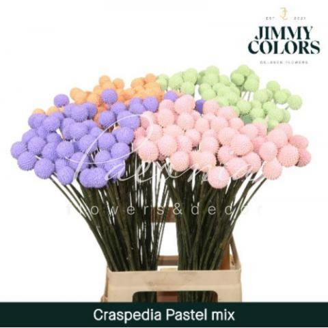 Краспедия крашеная Pastel Mix 60см